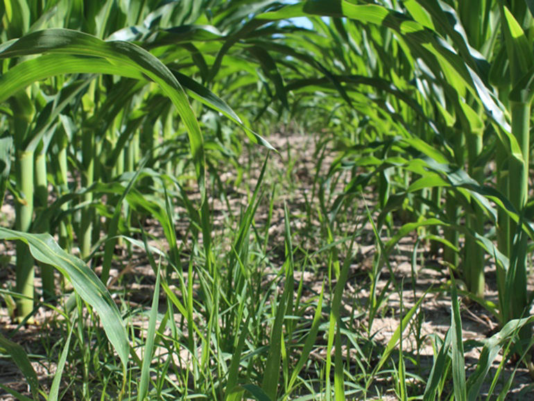 After pic of Resicore herbicide compared to Trivolt herbicide