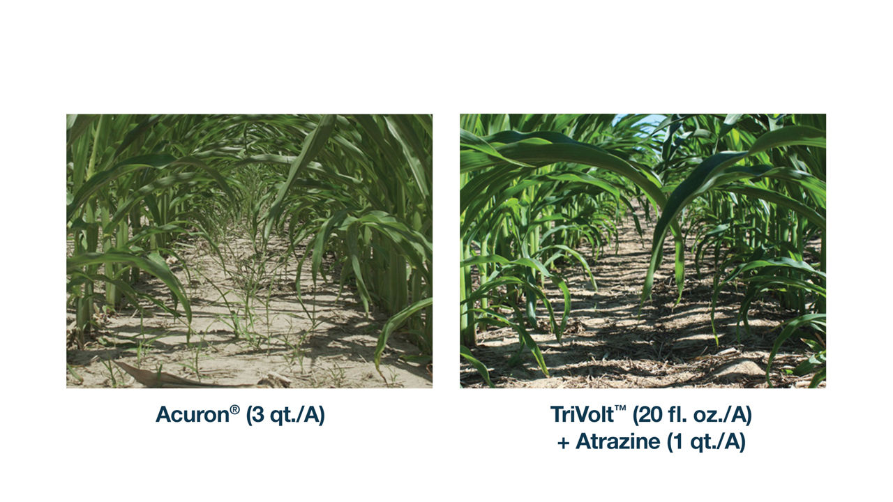 TriVolt Corn Herbicide | Crop Science US