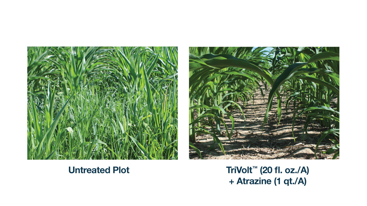 Two photos comparing untreated crops overgrown with weeds on the left, and a well-maintained field on the right treated with TriVolt® + Atrazine