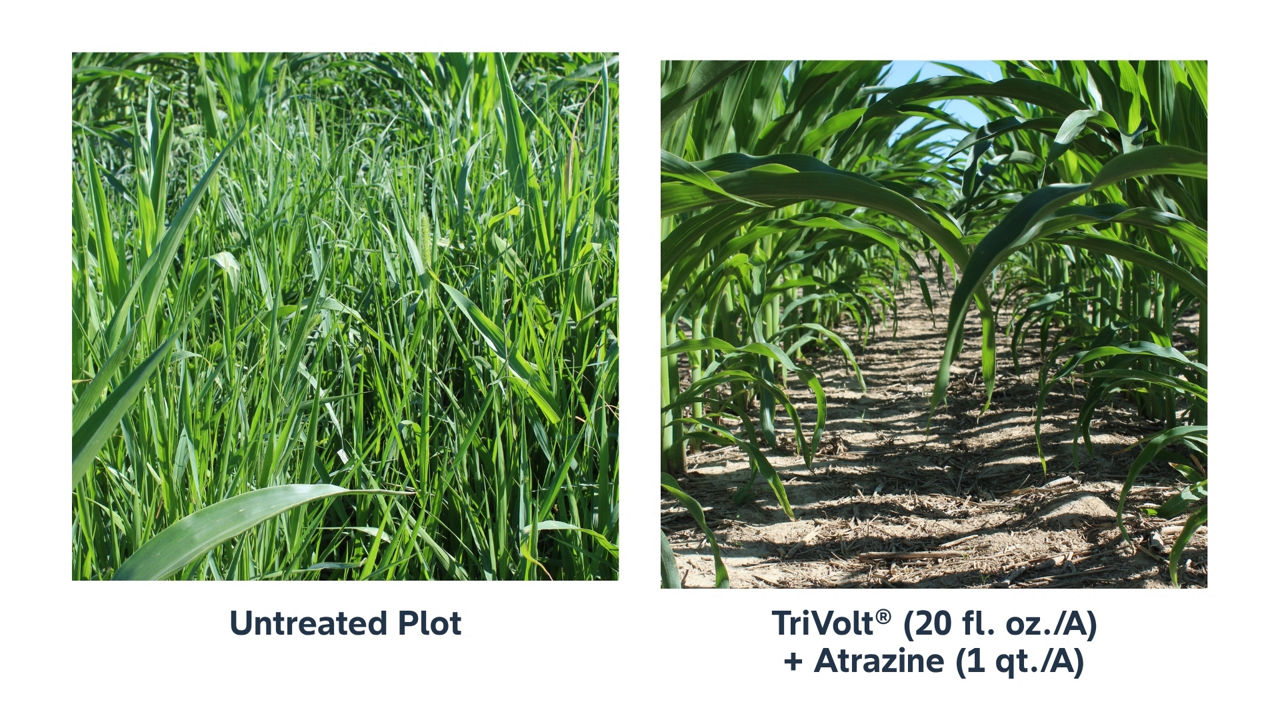 Side-by-side corn field comparison showing heavy weed pressure in an untreated plot versus clean corn rows demonstrating effective weed control using TriVolt herbicide and Atrazine. 