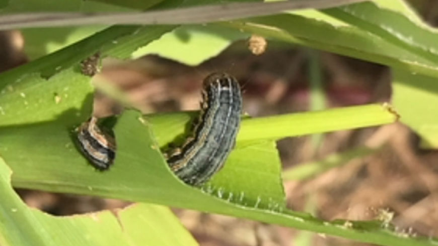 True Armyworm pest damage on corn crop