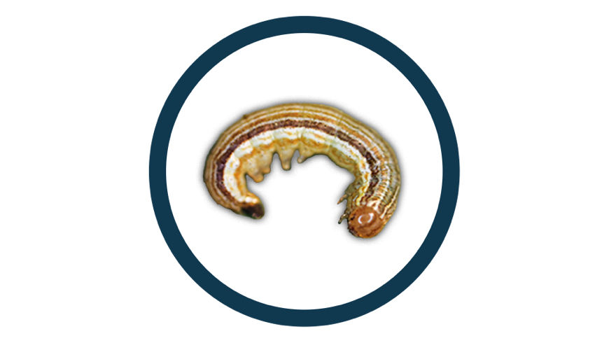 True Armyworm pest in a black circle icon