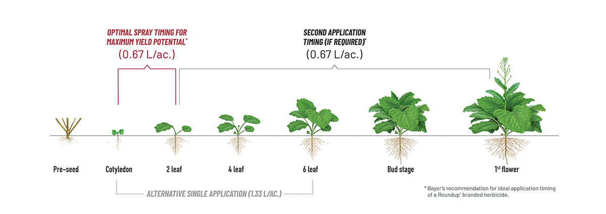 A graphic showing the optimal herbicide application rates at each stage of a canola plant’s growth. 