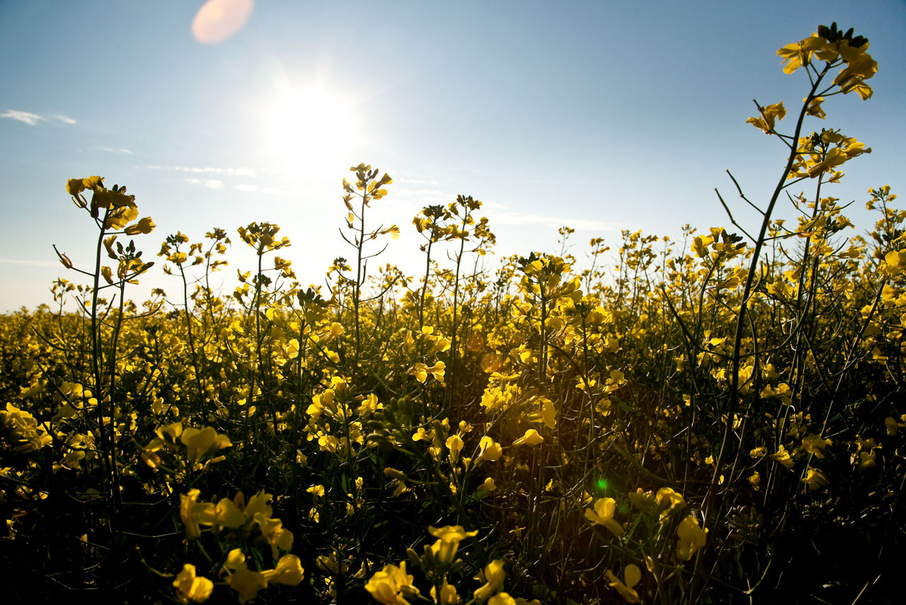 Sunlit field of flowering yellow canola plants under a clear sky and a shining sun