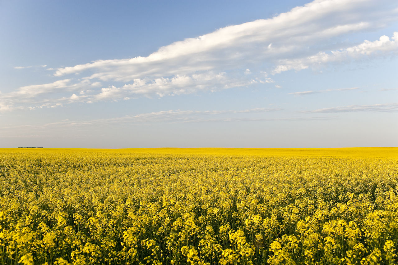 Vast field of blooming yellow canola plants under a clear sky with white clouds