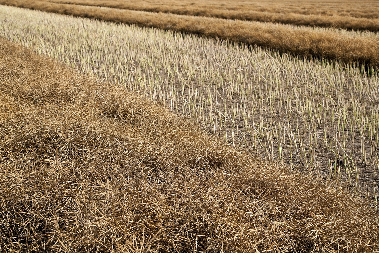 Canola pods harvested, landscape orientation


[Asset imported from Toolbox (ID 4938), created 08/22/2011 by Bayer Administrator (Bayer CropScience)][Asset imported from Aprimo eDAM - ID# PG004938 created 42992 by Administrator (Bayer CS).]