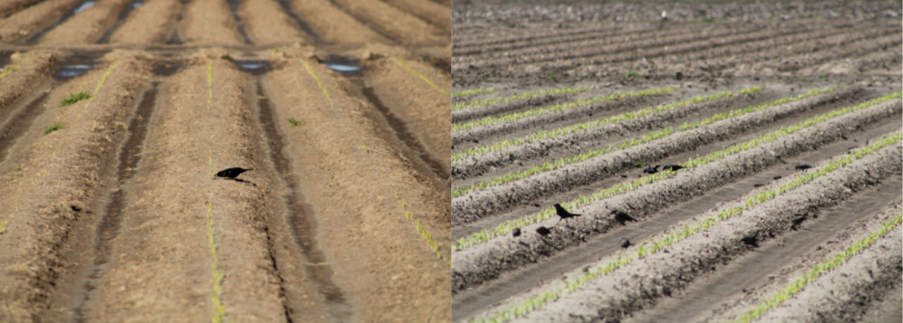 Side by Side picture showing corn seed emergence in a field on the left where seed bed preparation was done 60 days prior to corn planting and on the right is an image where bed preparation and corn seeding were done in the same day.