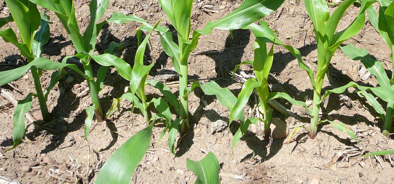 Picture shows seven corn plants and two of those plants having uneven corn height