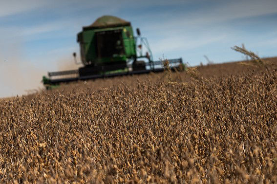 Argentina teve revisão baixista para a safra de soja e milho 2022/23 pelo USDA por conta do clima adverso - Foto: CNA