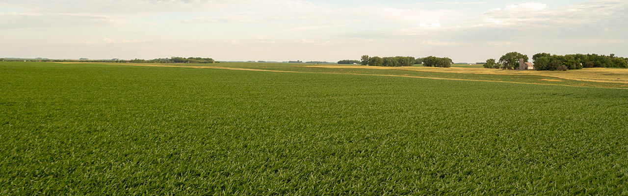 A green field with trees in the background for Vegetative Stage