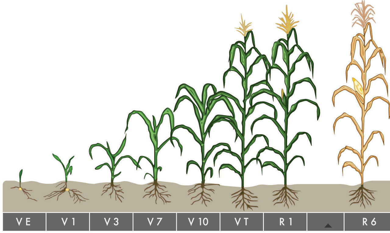 Image show corn plants at different corn growth stages from VE - corn emergence to R6 - corn maturity