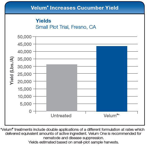 Velum One Increases Cucumber Yield