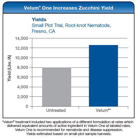 Velum One Increases Zucchini Yield