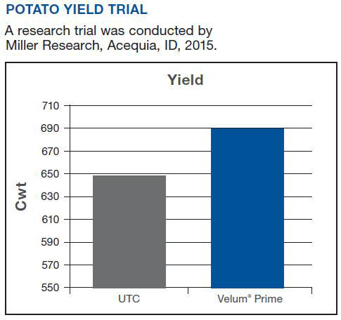 Potato Yield Trial