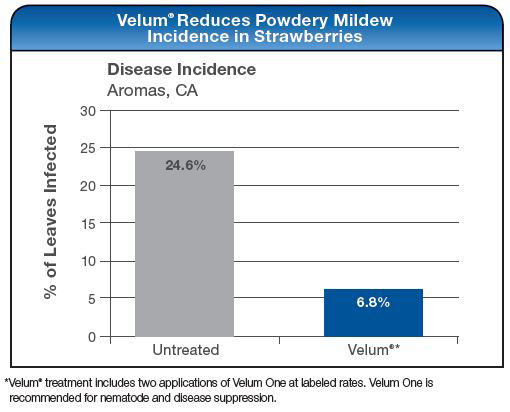 Velum Reduces Powdery Mildew Incidence in Strawberries