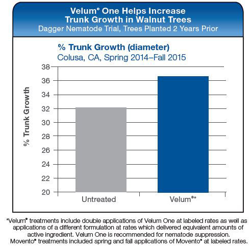 Velum One Helps Increases Trunk Growth in Walnut Trees