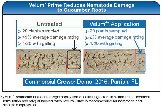 Velum Prime Reduces Nematode Damage to Cucumber Roots