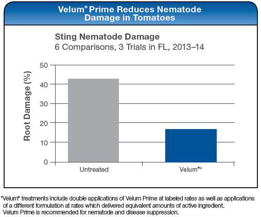 Velum Prime Reduces Nematode Damage in Tomatoes