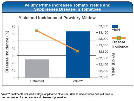 Velum Prime Increases Tomato Yields and Suprresses Disease in Tomatoes
