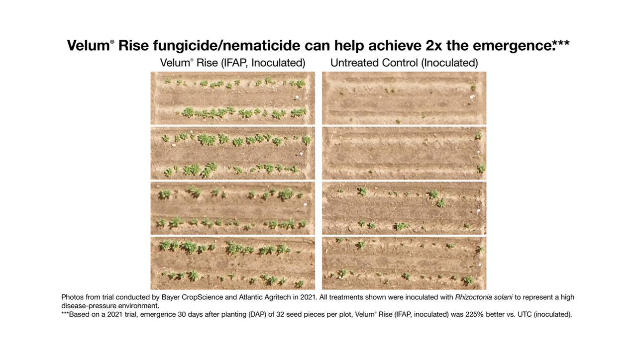 Velum® Rise fungicide/nematicide can help achieve 2x the emergence.