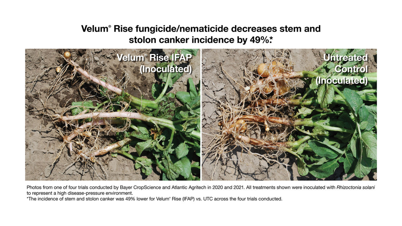 Velum® Rise fungicide/nematicide decreases stem and stolon canker incidence by 49%. 