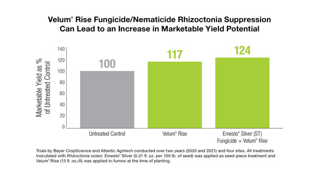Increase of 24% in marketable yield when using Velum® Rise nematode protectant with Emesto® Silver seed treatment when compared to not-inoculated control