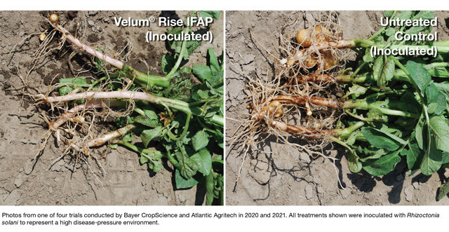 Potato plant on left with Velum Rise fungicide treatment and on right untreated control of rhizoctonia