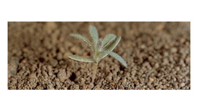 Close up image of emerging kochia 