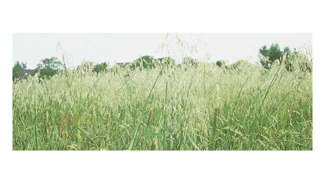 Wild oat in grain crops 