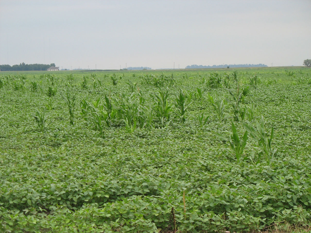 Soybean field where volunteer corn is reducing soybean yield potential