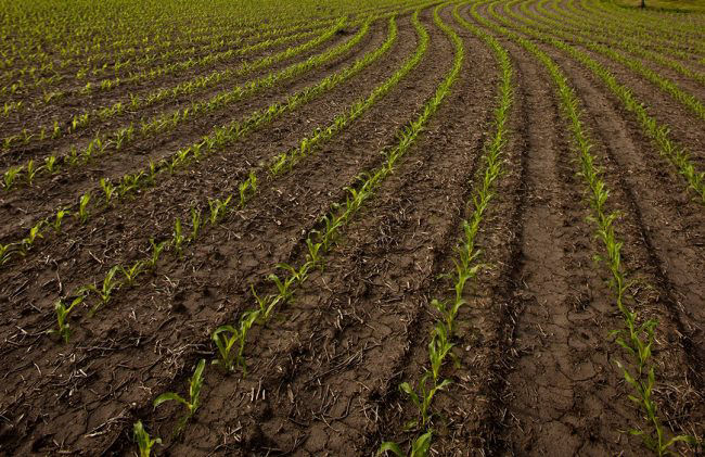 Promo Tools of Additional Site of Action for Weed Control