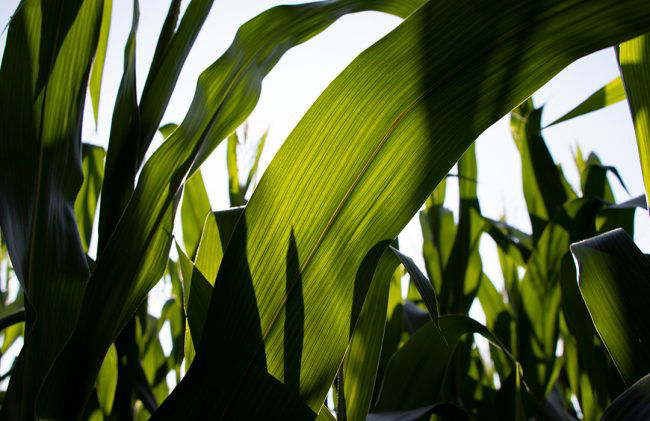 Promo Tools of Control Above-ground pests
