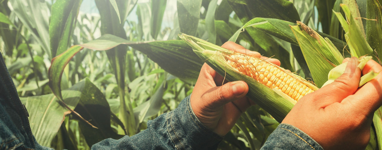 A person wearing long-sleeve jean clothing shucking corn in a field