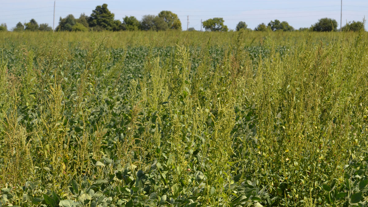 field of soybeans with lots of waterhemp growing
