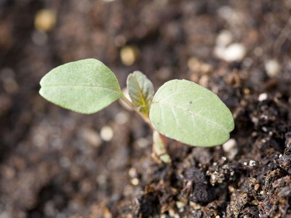 Waterhemp leaves