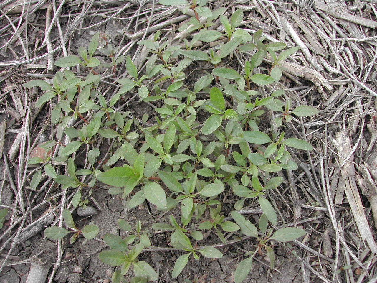 Waterhemp seedlings in a corn field with heavy residue