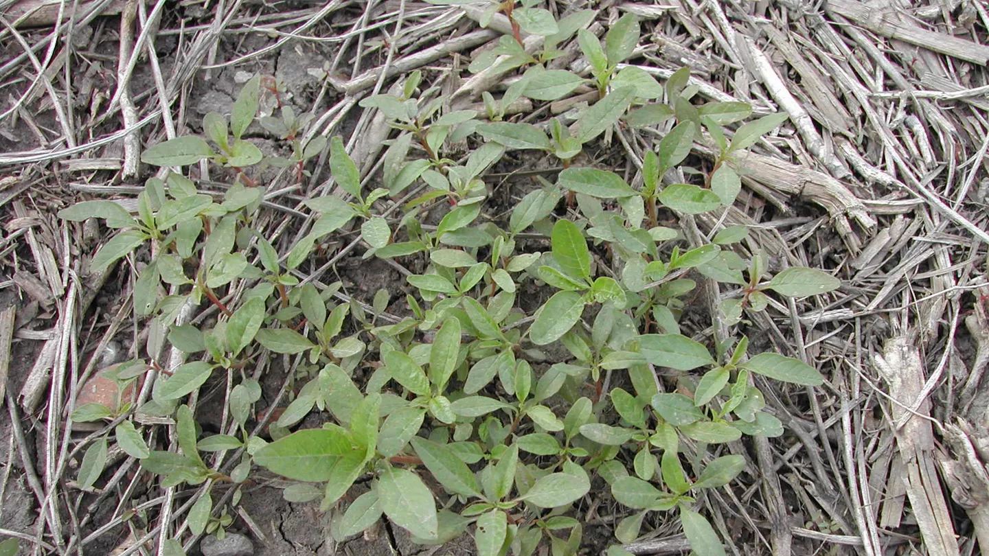 Waterhemp Management in Corn