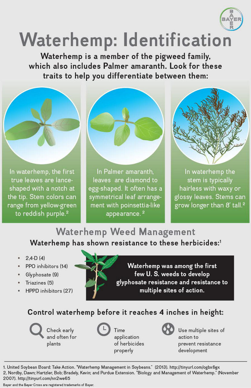 Waterhemp infographic