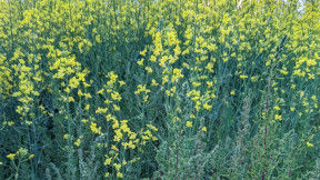 Tall canola plants with yellow vibrant flowers. Amongst the plants are very large kochia weeds the size of Christmas trees.