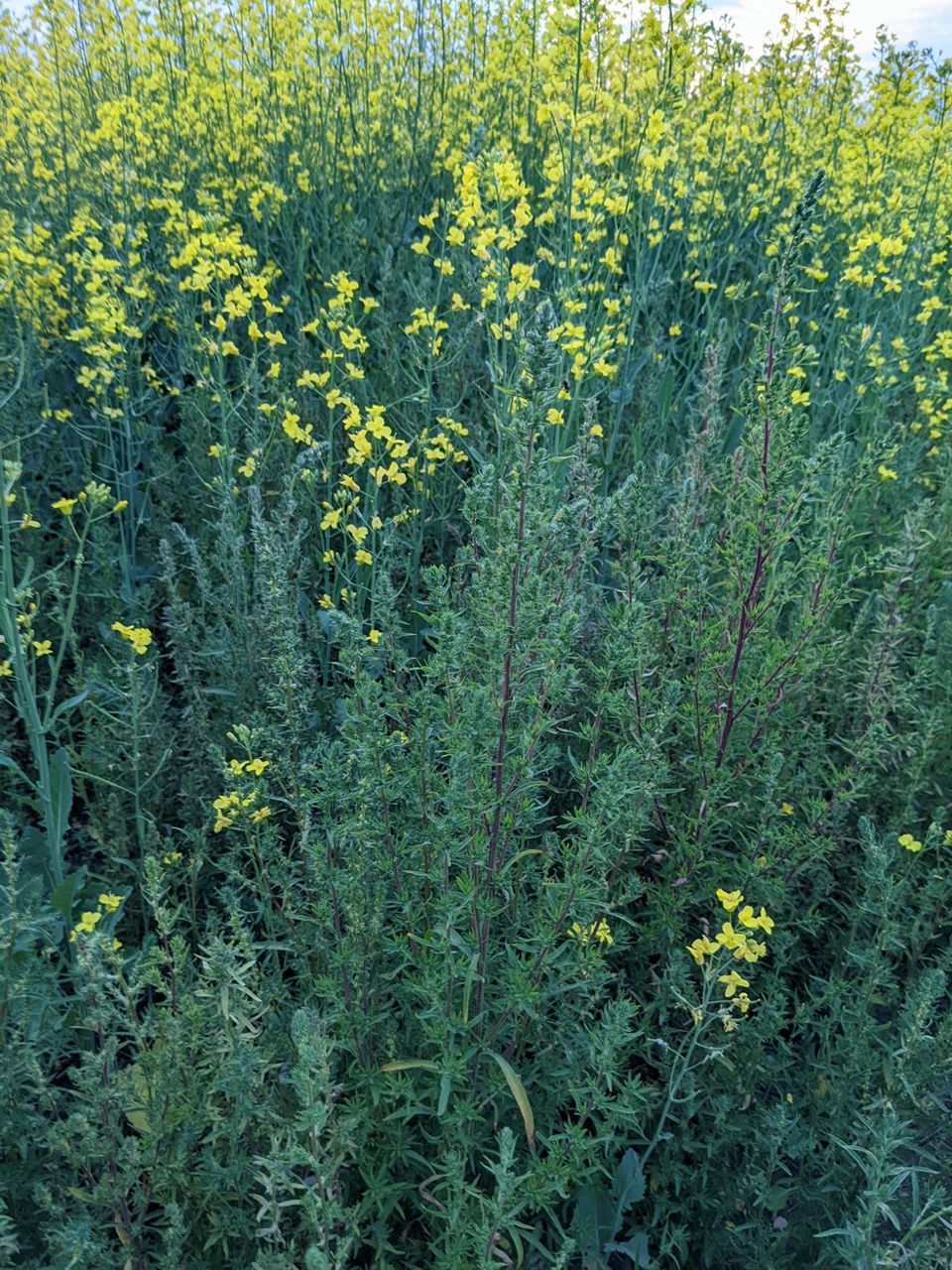 Tall canola plants with yellow vibrant flowers. Amongst the plants are very large kochia weeds the size of Christmas trees. 