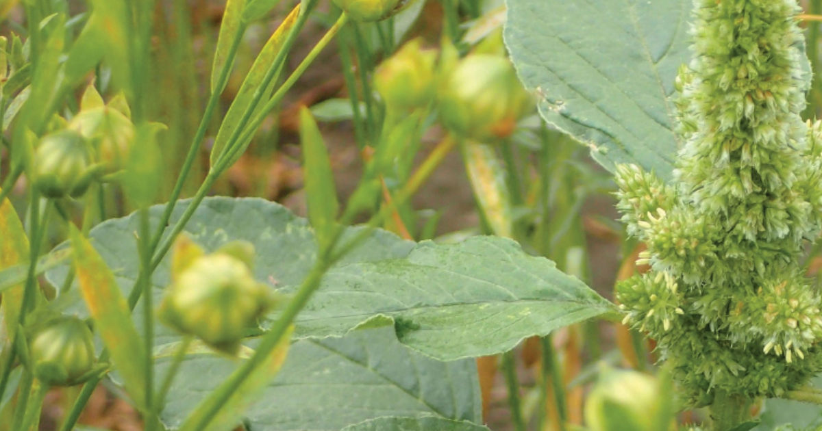 Close-up of a green plant with broad leaves and a central flower spike. 