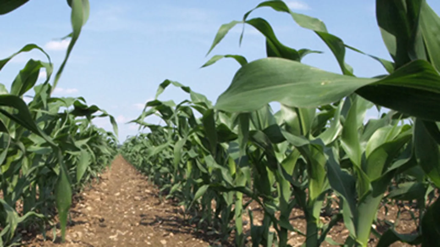 Fighting Back against Prolific Weed Resistance