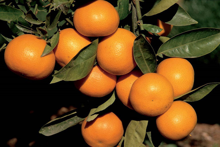 Weeds pose one of the most persistent threats to healthy citrus groves, growers and researchers agree. Employing four strategies – prioritizing, scouting, herbicide application and cultivation practices – helps growers tackle the problem head-on.