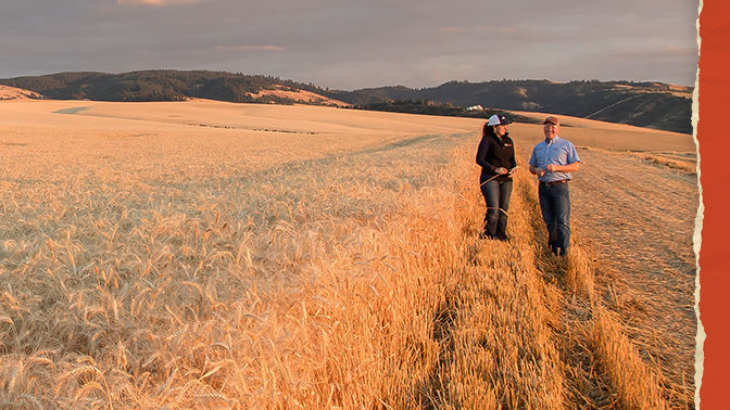 Two farmers walking along the edge of a wheat field during the golden hour with a cloudy sky.