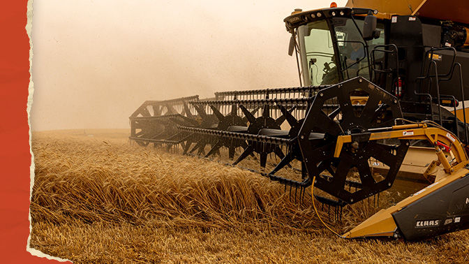 Combine harvester operating in a golden wheat field under a dusty background.
