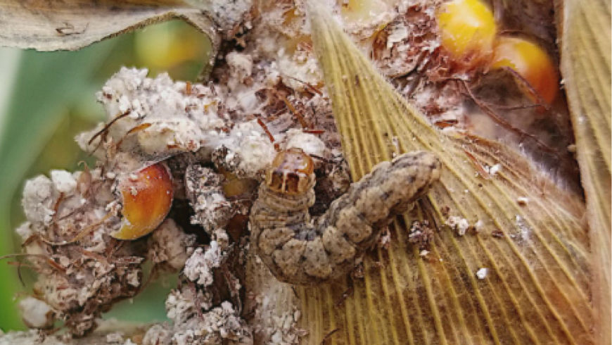 Western Bean Cutworm pest damage in dirt