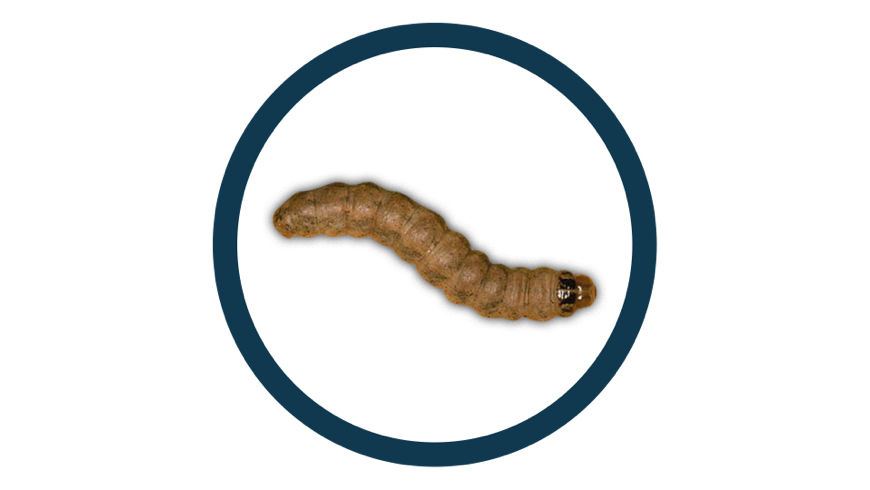 Western Bean Cutworm pest in a black circle icon