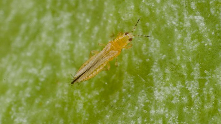 A more serious pest than other thrips species because it plays a major role in infecting tomato, potato, capsicum and lettuce crops with the tomato spotted wilt virus (TSWV).