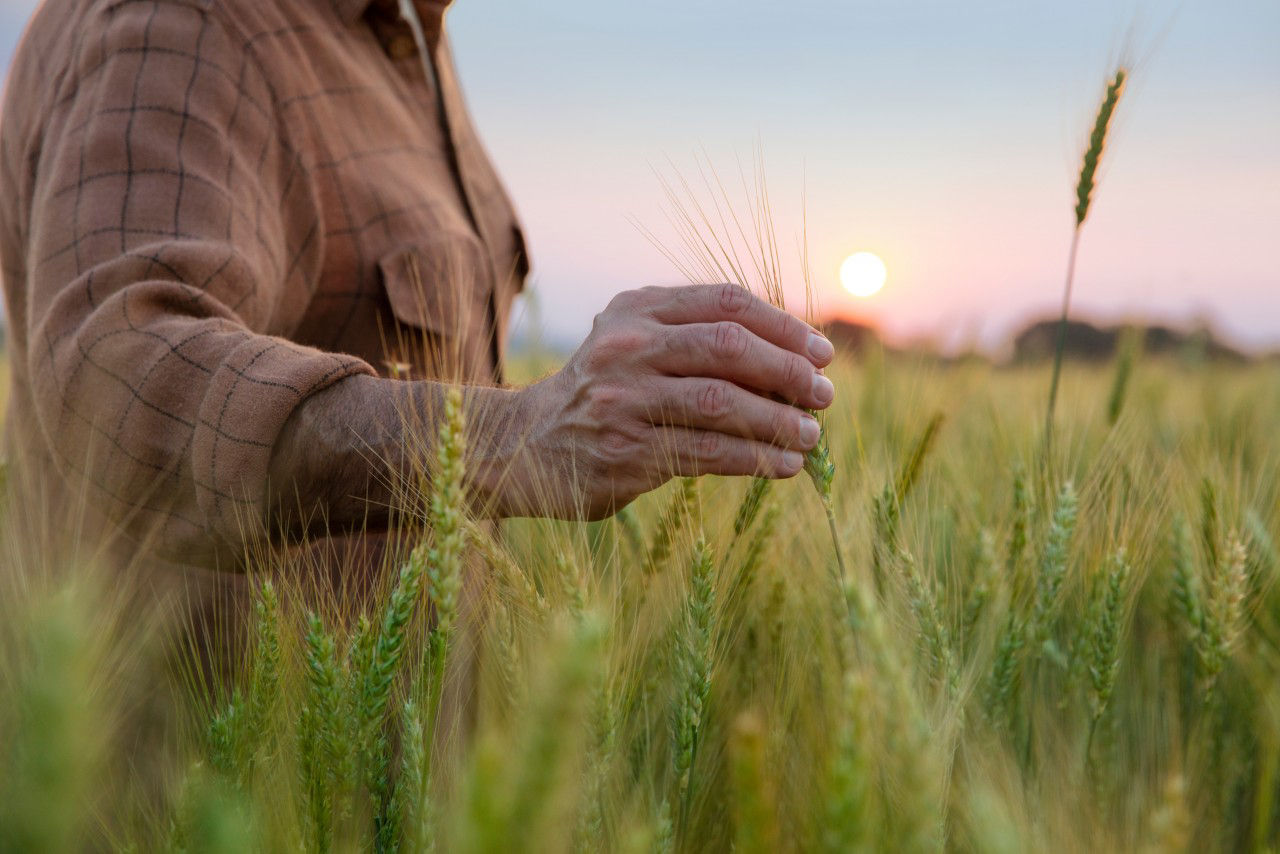 what-s--awn--your-wheat