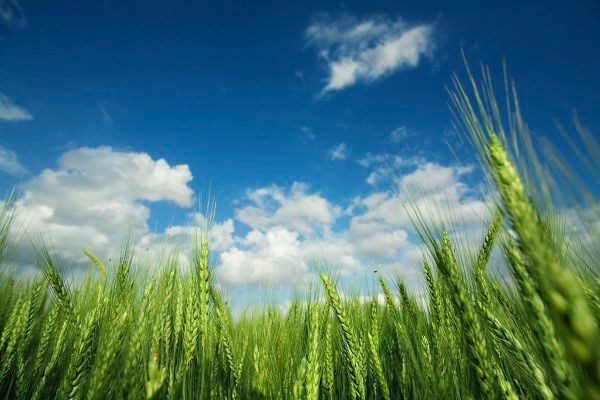 Green wheat field and blue sky in the background